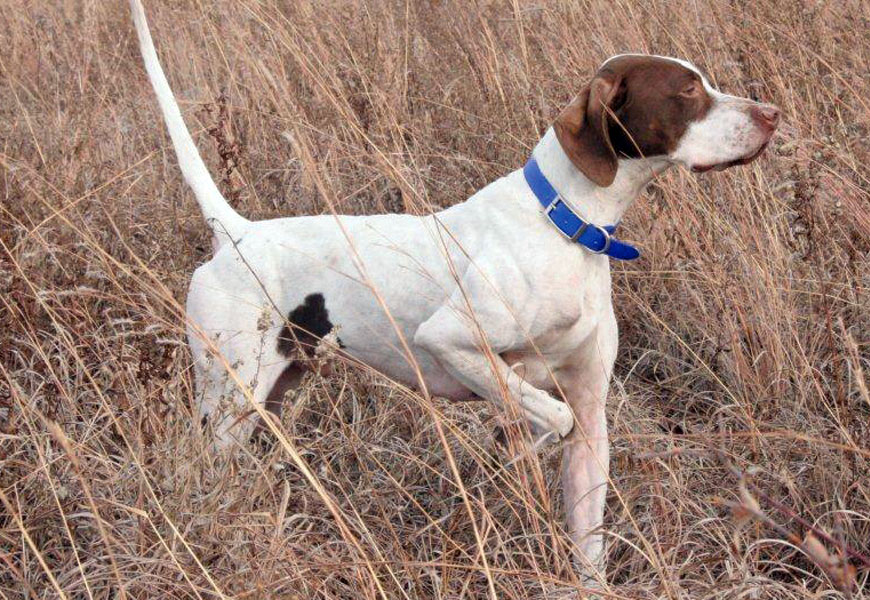 Good Go Ing English Pointers